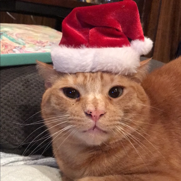 Meet your Posher, Kathleen - Picture 4 of 4